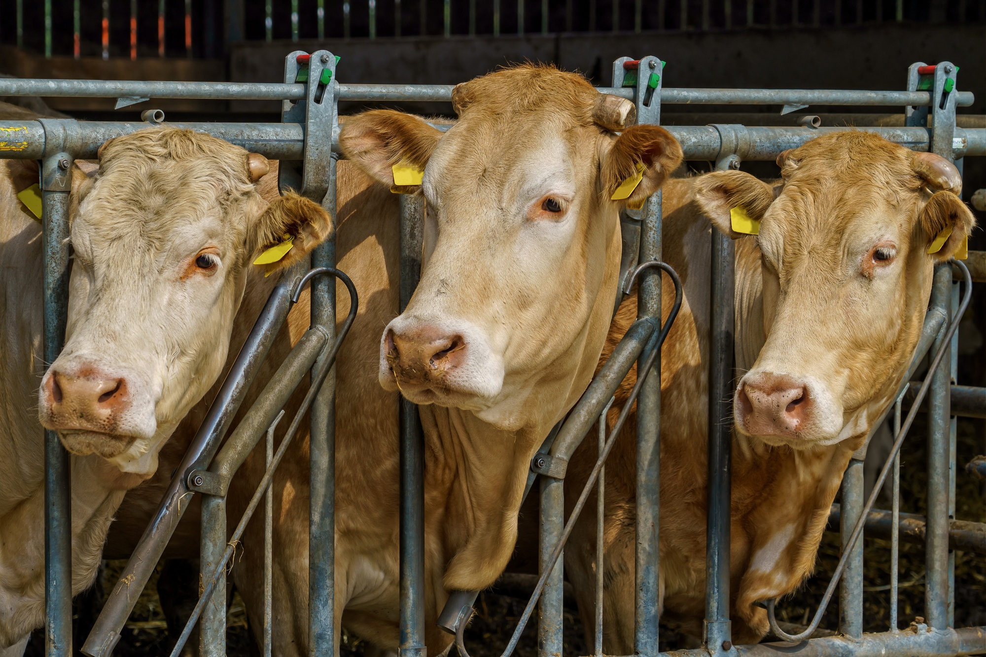 Nederlandse koeien op de boerderij